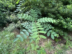 Rhus javanica