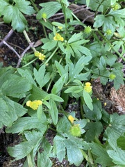 Ranunculus repens