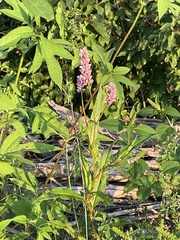 Persicaria pensylvanica