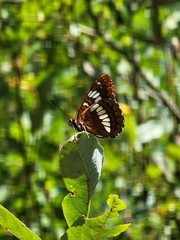 Limenitis lorquini