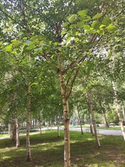 Betula platyphylla