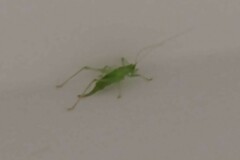 Meconema meridionale