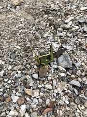 Schistocerca obscura