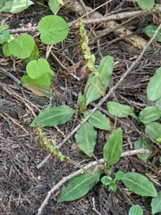 Goodyera oblongifolia