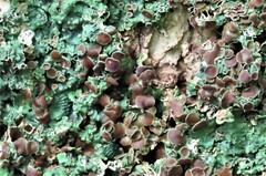 Ricasolia quercizans