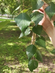 Betula platyphylla