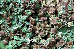 Ricasolia quercizans