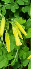 Oxalis pes-caprae