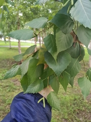 Betula platyphylla