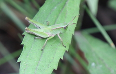 Dichromorpha viridis