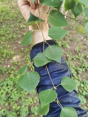 Betula platyphylla