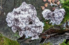 Nectriopsis violacea