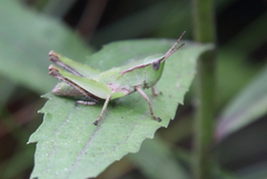 Dichromorpha viridis