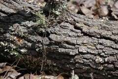 Sceloporus undulatus