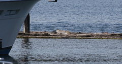 Phoca vitulina richardii