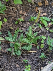 Goodyera oblongifolia