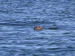 Phoca vitulina richardii