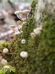 Marasmius rotula