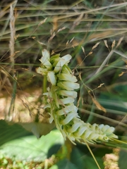 Spiranthes