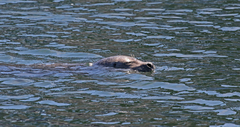 Phoca vitulina richardii