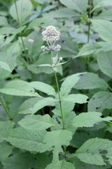 Eutrochium purpureum