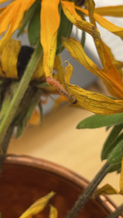 Eupithecia miserulata