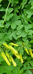 Oxalis pes-caprae