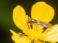 Platycheirus