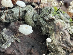 Marasmius rotula