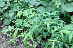 Desmodium paniculatum