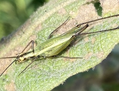 Oecanthus nigricornis