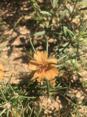 Portulaca suffrutescens