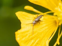 Tomocerinae