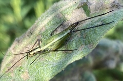 Oecanthus nigricornis