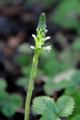 Platanthera elegans