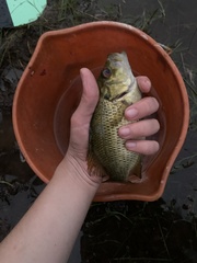 Ambloplites rupestris