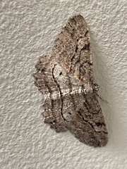 Neoalcis californiaria