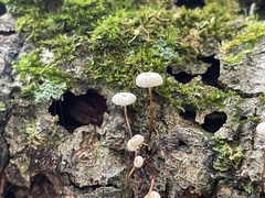 Marasmius rotula