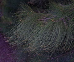 Casuarina glauca