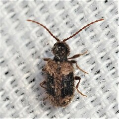 Ptinus texanus