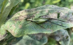 Oecanthus nigricornis