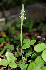 Platanthera elegans