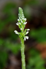Platanthera elegans