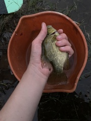 Ambloplites rupestris