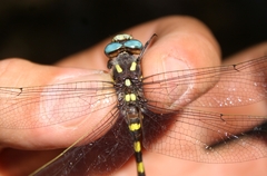 Cordulegaster dorsalis