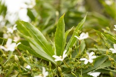 Scaevola chamissoniana