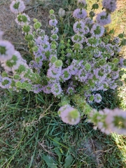 Mentha pulegium