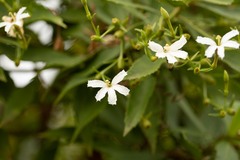 Scaevola chamissoniana