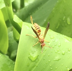 Polistes exclamans