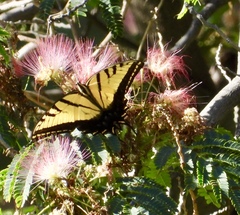 Papilio multicaudata